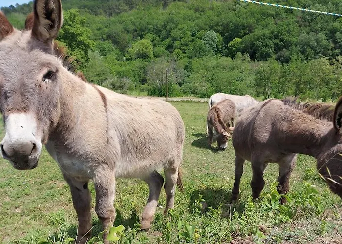 Le Nid Des Hirondelles Confort Au Coeur De La Nature Dans Un Veritable Mas Cevenol * Generargues